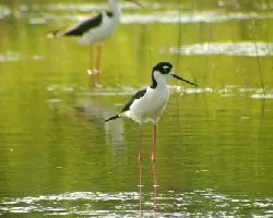 Himantopus mexicanus