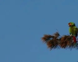Guacamaya verde