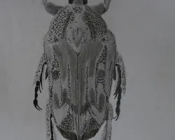 cetoniinae