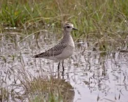 Pluvialis dominica
