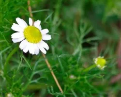 Matricaria chamomilla
