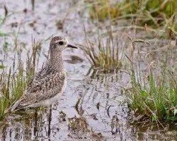 Pluvialis dominica