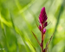 Celosia argentea 