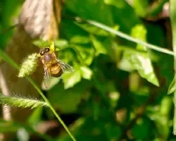 Apis mellifera