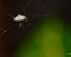 Gasteracantha cancriformis