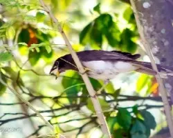 Cyanocorax morio