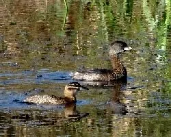 Nomonyx dominicus