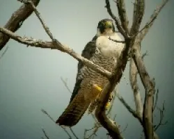 Falco peregrinus