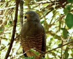 Buteo magnirostris