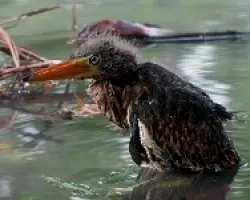 Tigrisoma mexicanum