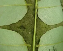 Hojas