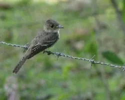 Contopus virens