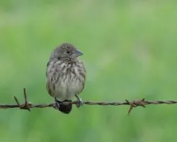 Volatinia jacarina
