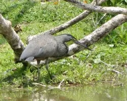Tigrisoma mexicanum