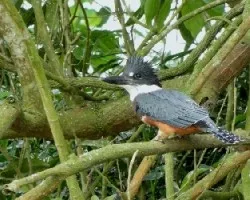 Megaceryle torquata