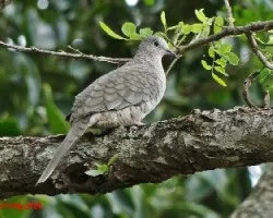 Columbina inca