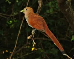 Piaya cayana