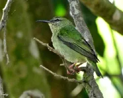 Cyanerpes cyaneus