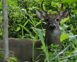 Odocoileus virginianus