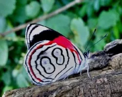 Diaethria astala