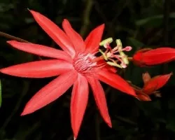 flor de la pasion