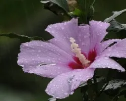 bajo la lluvia