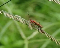 Insecto