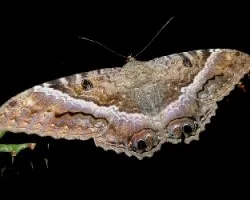 polilla
