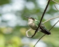 Pequeñin