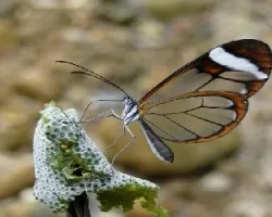 Espejito