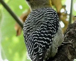 Melanerpes hoffmannii