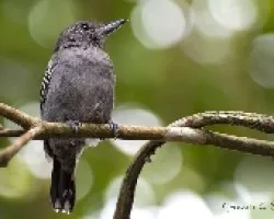 Thamnophilus atrinucha