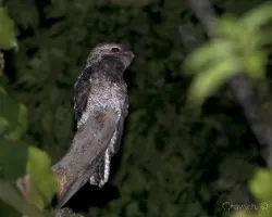 Nyctibius grandis