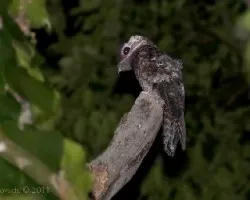 Nyctibius grandis