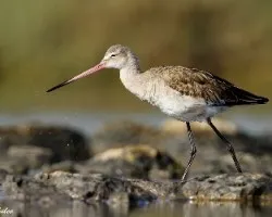 Limosa limosa