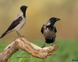 Corvus corone cornix