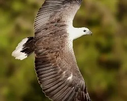 Un vuelo de Sry Lanka