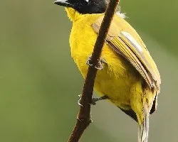 Black-capped Bulbul