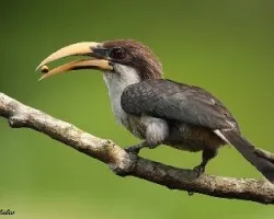 Ocyceros gingalensis
