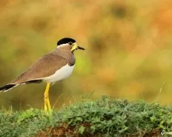 Vanellus malarbaricus