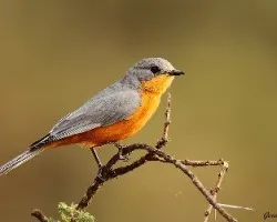 Empidornis semipartitus