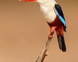 Halcyon senegalensis
