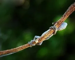 lagartija