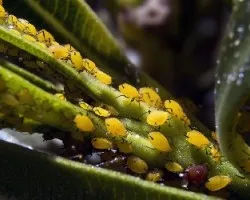 Aphis nerii