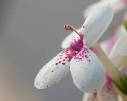 Pseuderanthemum reticulatum