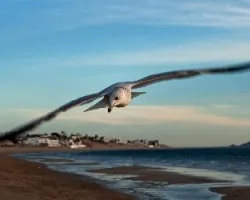 Gaviota
