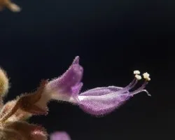 Plectranthus amboinicus