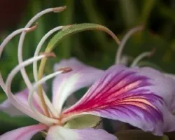 Bauhinia variegata