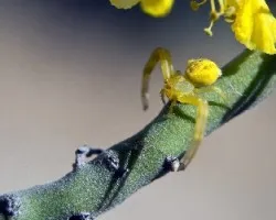 Misumena vatia