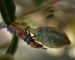 Coccinella septempunctata